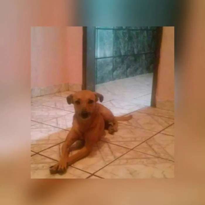 Cachorro raça Sem raça definida idade 4 anos nome Melissa / mel 