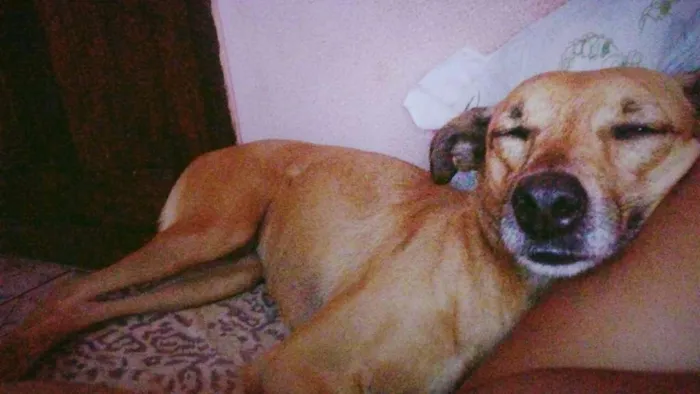 Cachorro raça Sem raça definida idade 4 anos nome Melissa / mel 