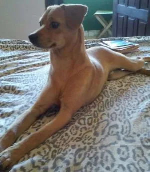 Cachorro raça Sem raça definida idade 1 ano nome Marley Emanuel 