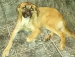 Cachorro raça Sem raça definida idade 7 a 11 meses nome Kiara