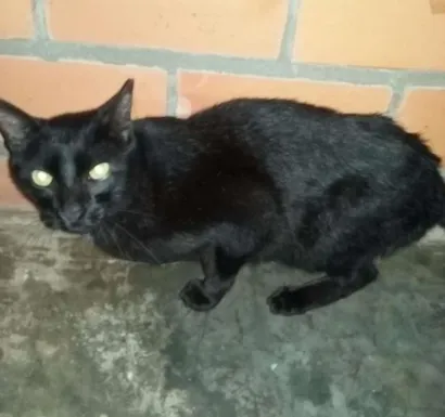 Gato raça Virá lata idade 6 ou mais anos nome Dragao