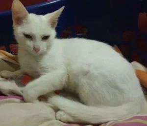 Gato raça vira lata idade 7 a 11 meses nome Bolinha e trovão