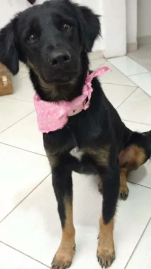 Cachorro raça Vira-lata idade 7 a 11 meses nome Cacau