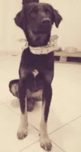 Cacau