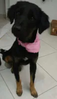Cacau