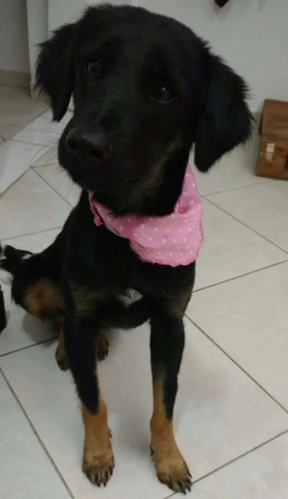 Cachorro ra a Vira-lata idade 7 a 11 meses nome Cacau