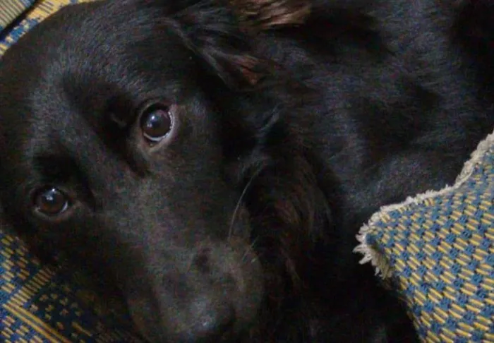 Cachorro ra a SRD idade 1 ano nome Logan
