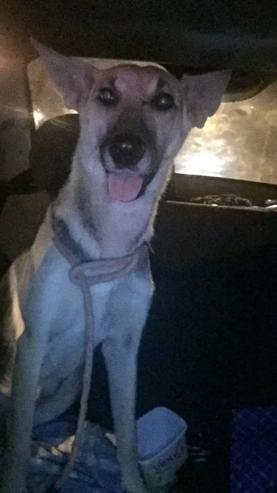 Cachorro raça SRD idade 1 ano nome Bali