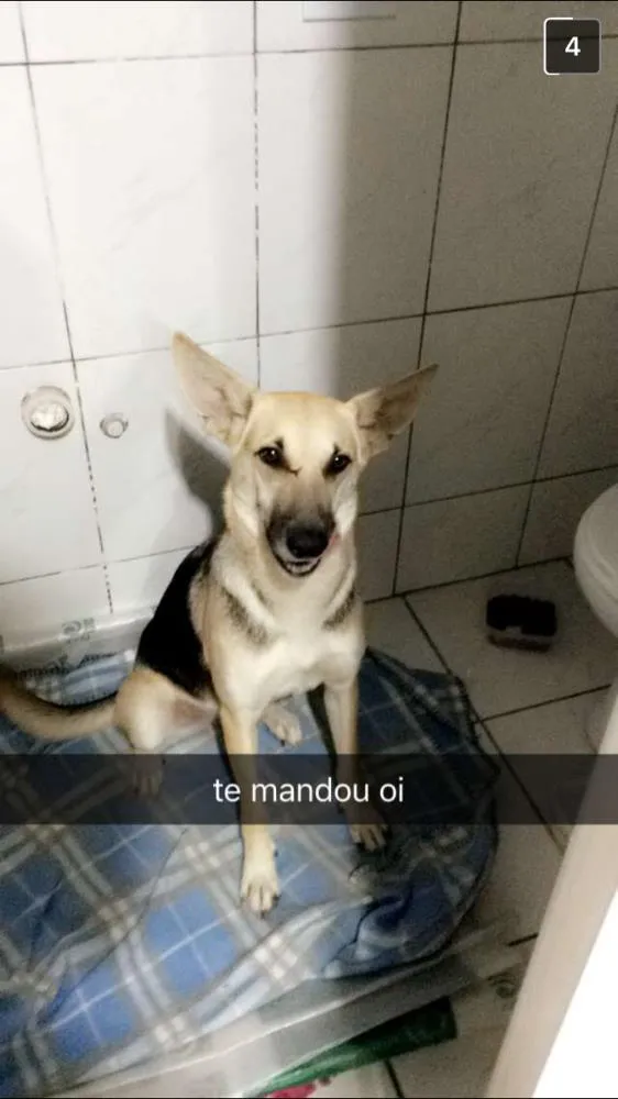 Cachorro raça SRD idade 1 ano nome Bali