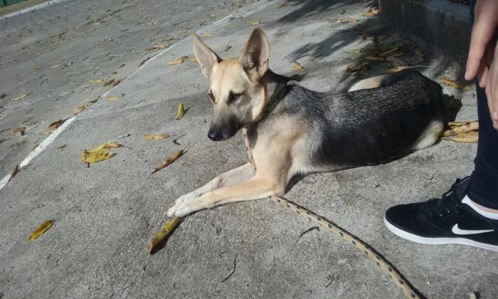 Cachorro raça SRD idade 1 ano nome Bali