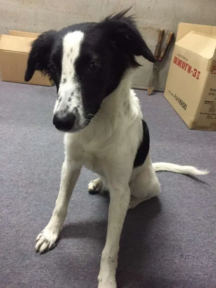 Cachorro ra a SRD idade 7 a 11 meses nome lilica - uma graça