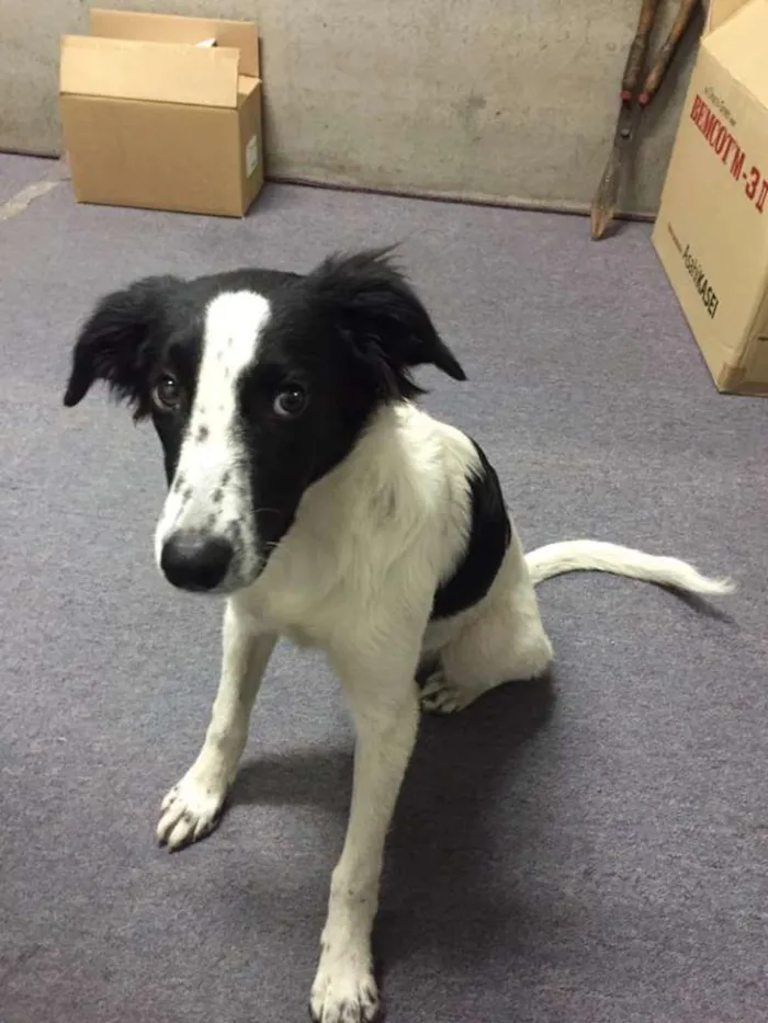 Cachorro ra a SRD idade 7 a 11 meses nome lilica - uma graça