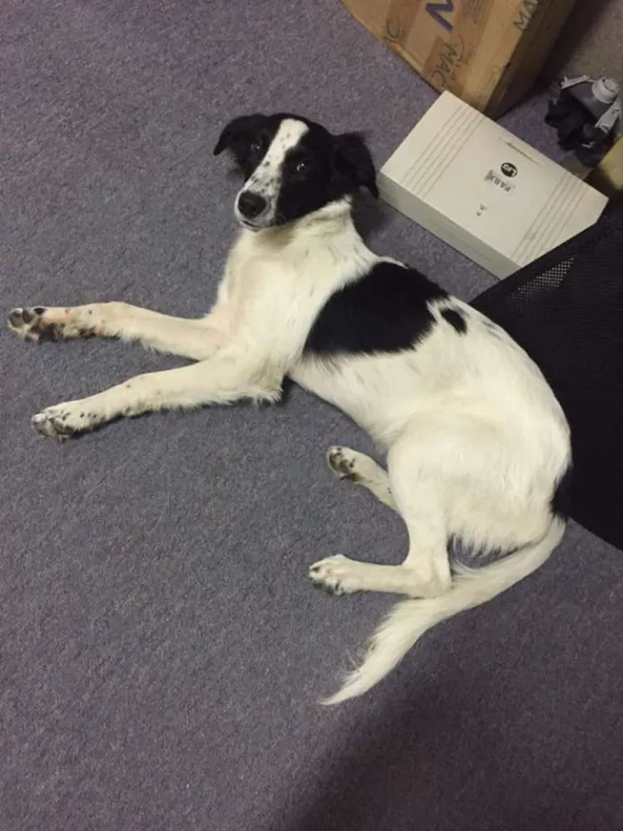 Cachorro ra a SRD idade 7 a 11 meses nome lilica - uma graça