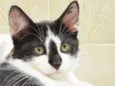 Léo