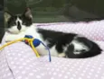 Léo