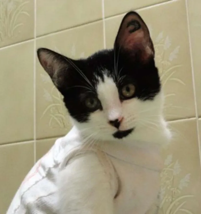Gato ra a SRD idade 2 a 6 meses nome Leona