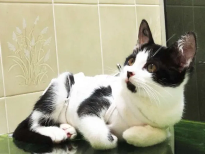 Gato ra a SRD idade 2 a 6 meses nome Leona