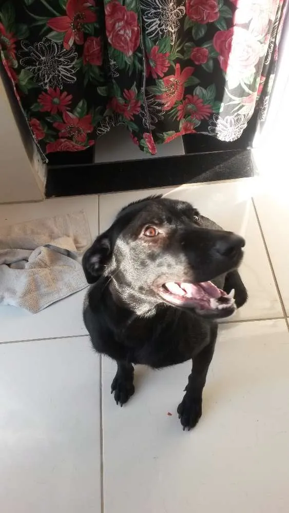 Cachorro ra a Srd idade 7 a 11 meses nome Sem nome 
