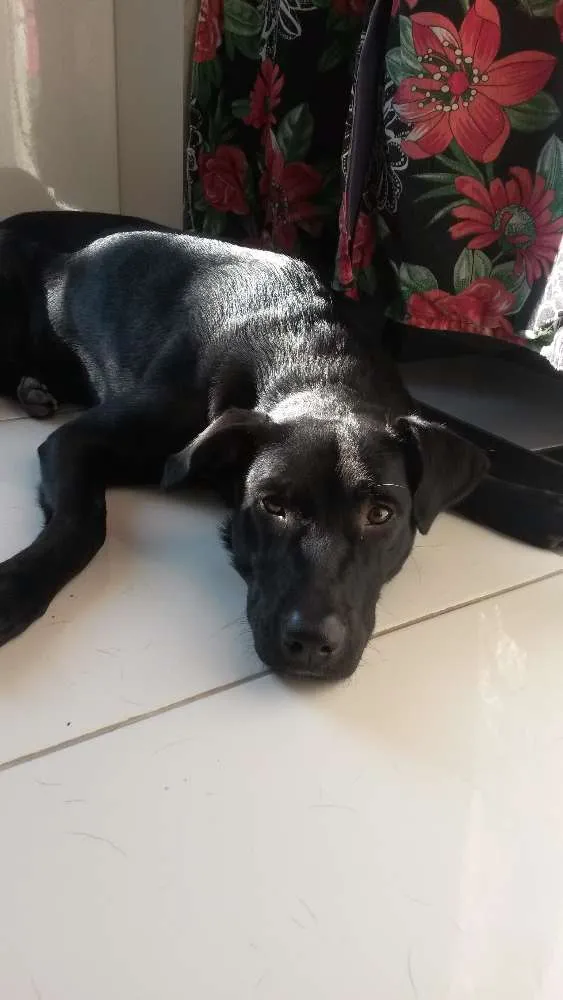 Cachorro ra a Srd idade 7 a 11 meses nome Sem nome 