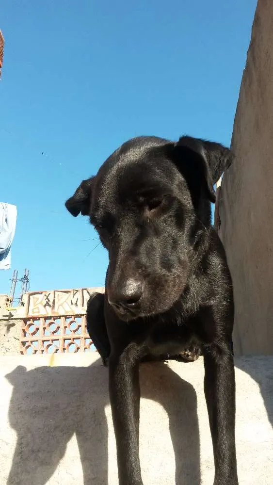 Cachorro ra a Srd idade 7 a 11 meses nome Sem nome 