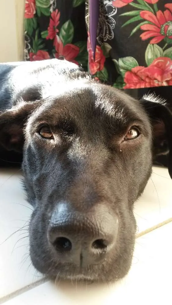 Cachorro ra a Srd idade 7 a 11 meses nome Sem nome 
