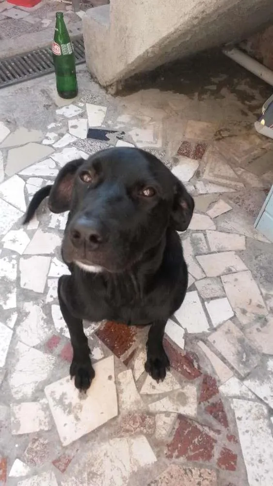 Cachorro ra a Srd idade 7 a 11 meses nome Sem nome 