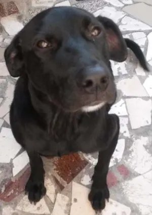 Cachorro raça Srd idade 7 a 11 meses nome Sem nome 