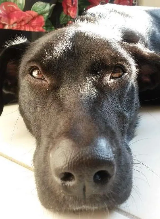 Cachorro ra a Srd idade 7 a 11 meses nome Sem nome 