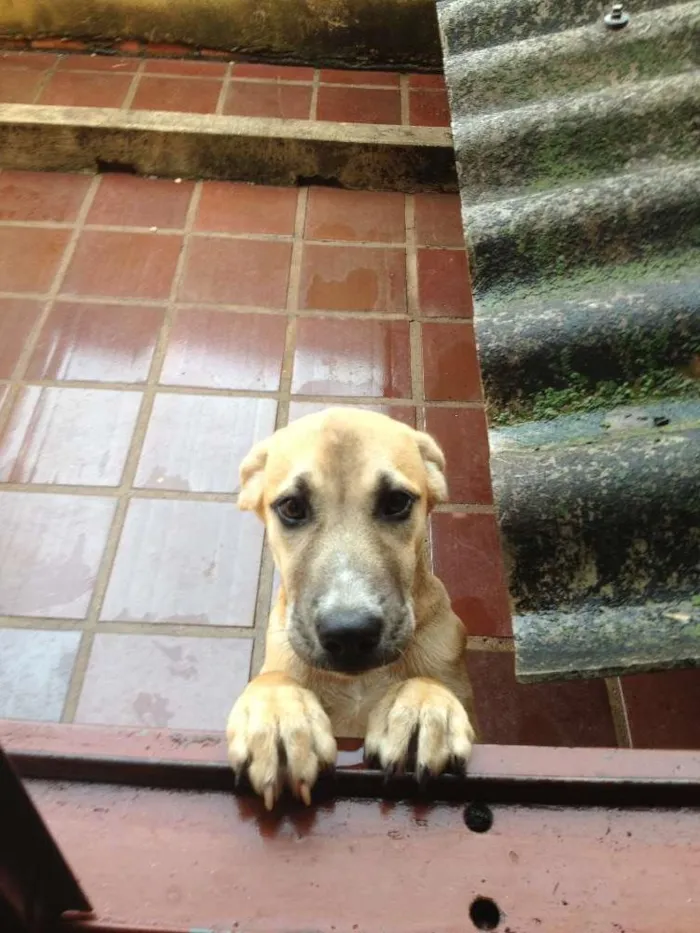 Cachorro ra a SRD idade 3 anos nome Aika