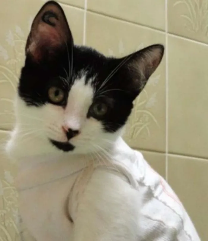 Gato ra a SRD idade 2 a 6 meses nome Leona