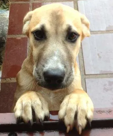 Cachorro ra a SRD idade 3 anos nome Aika