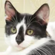 Léo