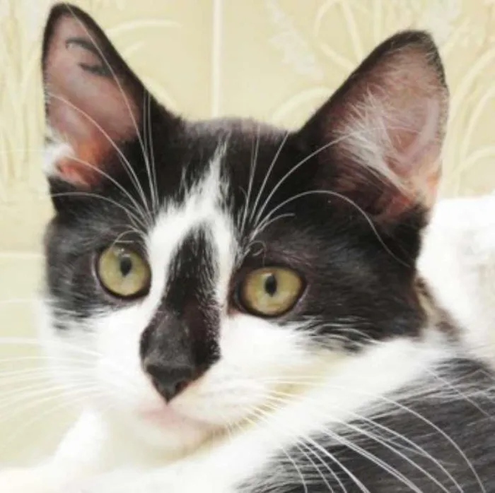 Gato ra a SRD idade 2 a 6 meses nome Léo
