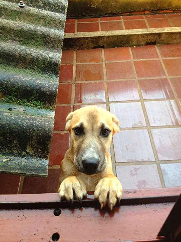 Cachorro ra a SRD idade 3 anos nome Aika