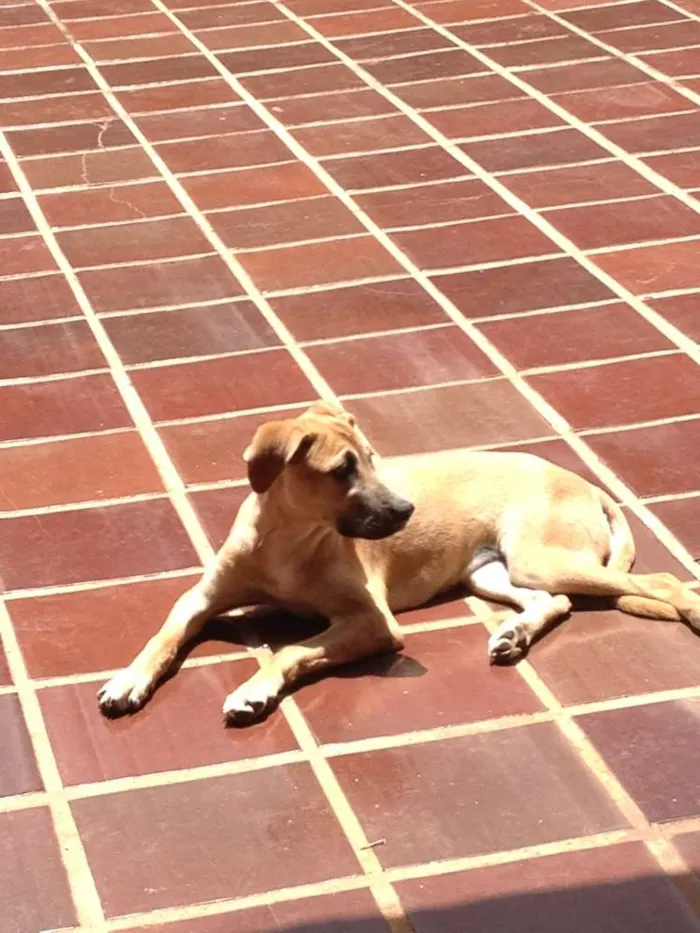 Cachorro ra a SRD idade 3 anos nome Aika