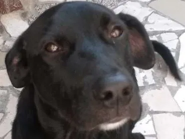 Cachorro ra a Srd idade 7 a 11 meses nome Sem nome 