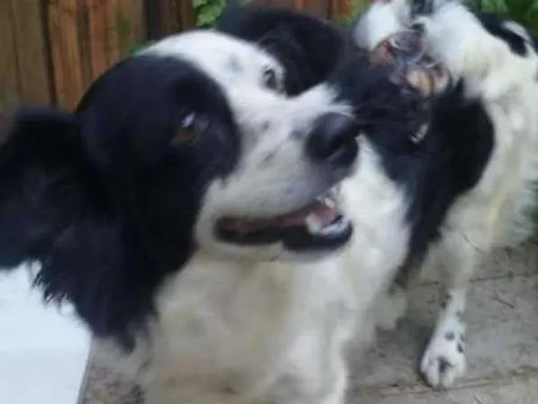 Cachorro ra a SRD idade 2 anos nome PEDRITA