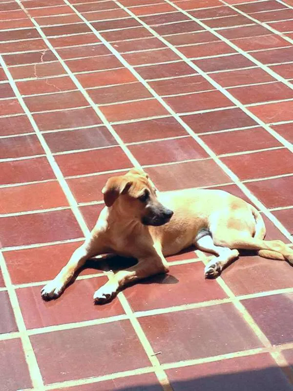 Cachorro ra a SRD idade 3 anos nome Aika