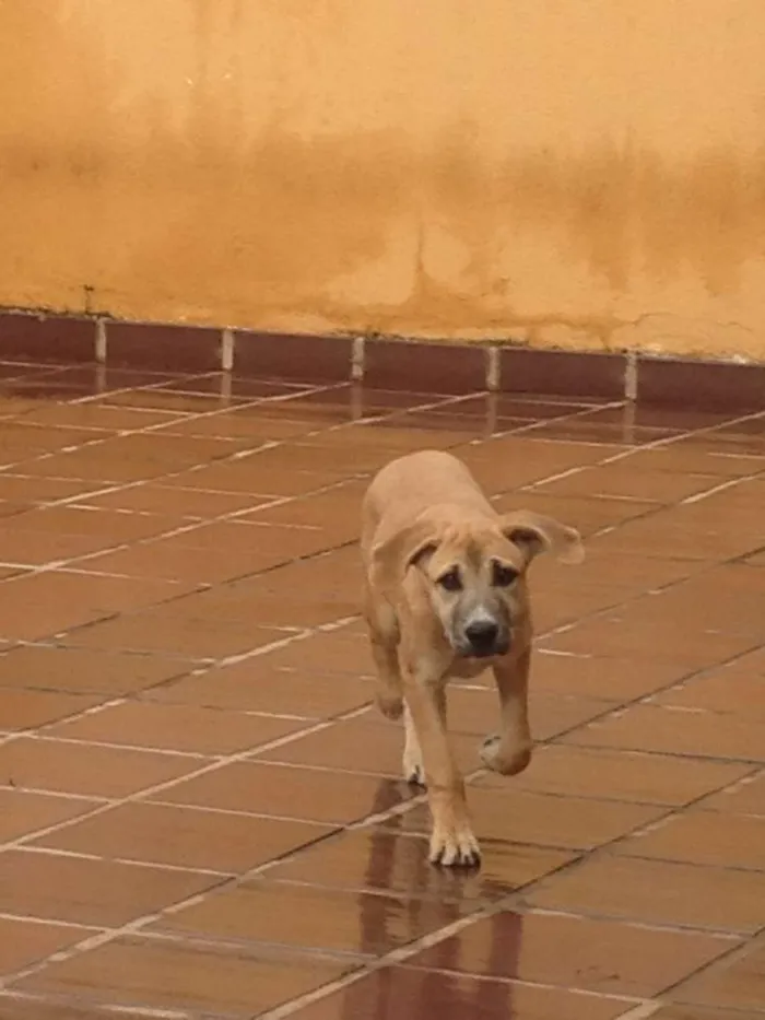 Cachorro ra a SRD idade 3 anos nome Aika
