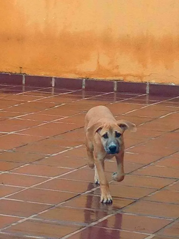 Cachorro ra a SRD idade 3 anos nome Aika