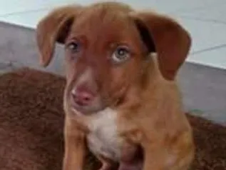 Cachorro ra a Não identificada idade 2 a 6 meses nome Sem nome