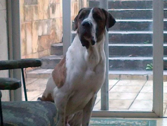 Cachorro ra a Fila idade 5 anos nome Nico