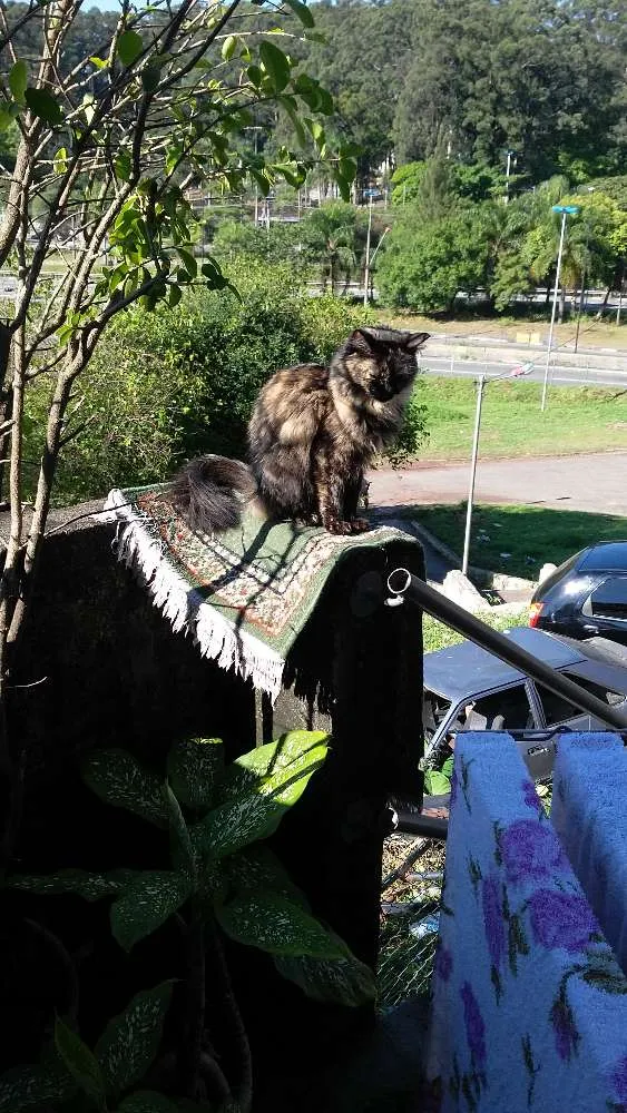 Gato ra a angora turco idade 2 anos nome windy