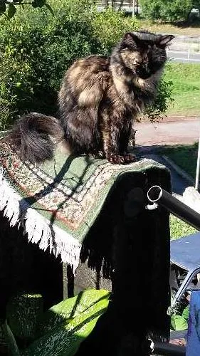 Gato ra a angora turco idade 2 anos nome windy