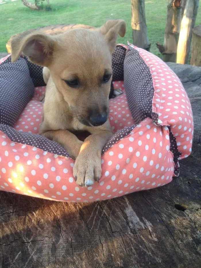 Cachorro ra a SRD idade 2 a 6 meses nome Caramelo