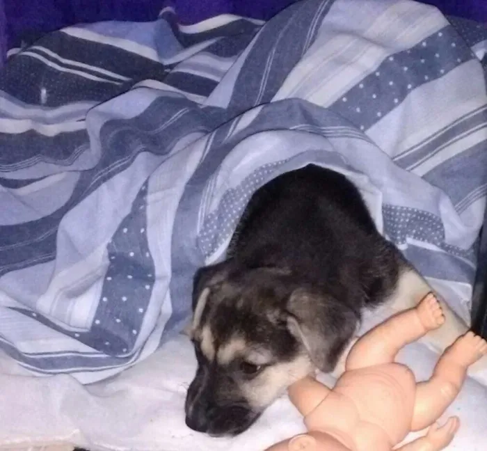 Cachorro ra a SRD idade Abaixo de 2 meses nome Atena 