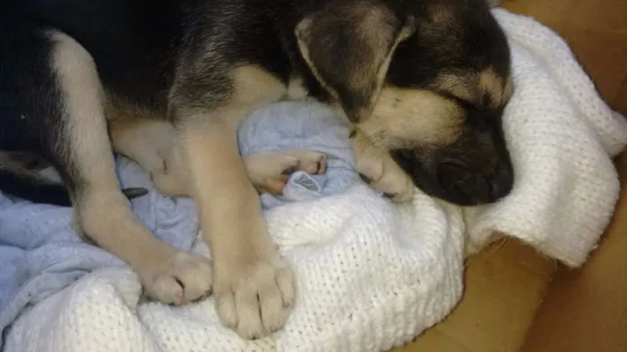 Cachorro ra a SRD idade Abaixo de 2 meses nome Atena 