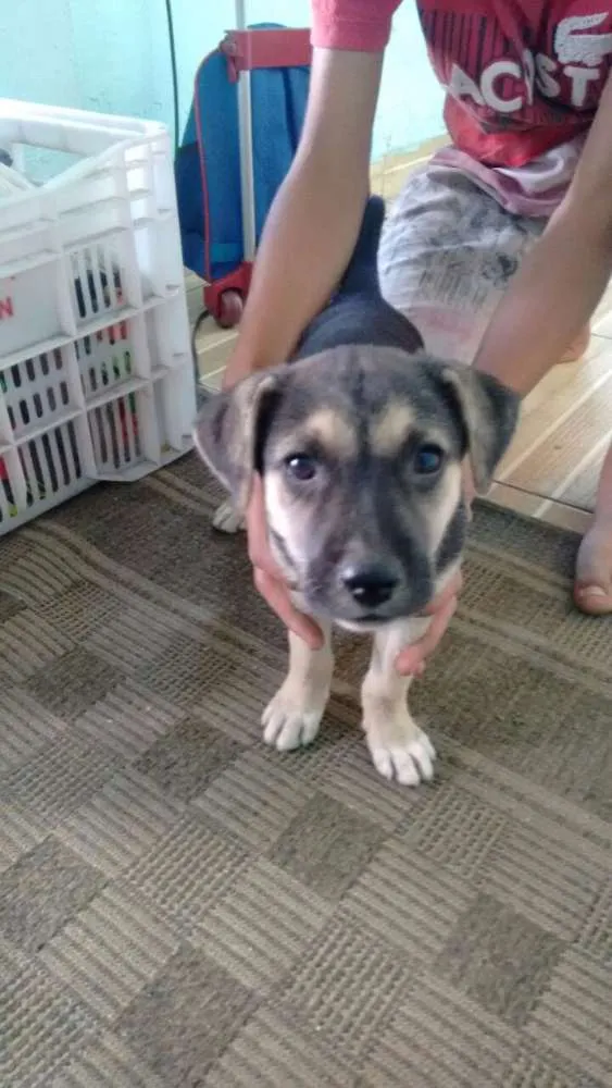 Cachorro ra a SRD idade Abaixo de 2 meses nome Atena 
