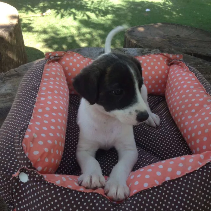 Cachorro ra a SRD idade 2 a 6 meses nome Maria