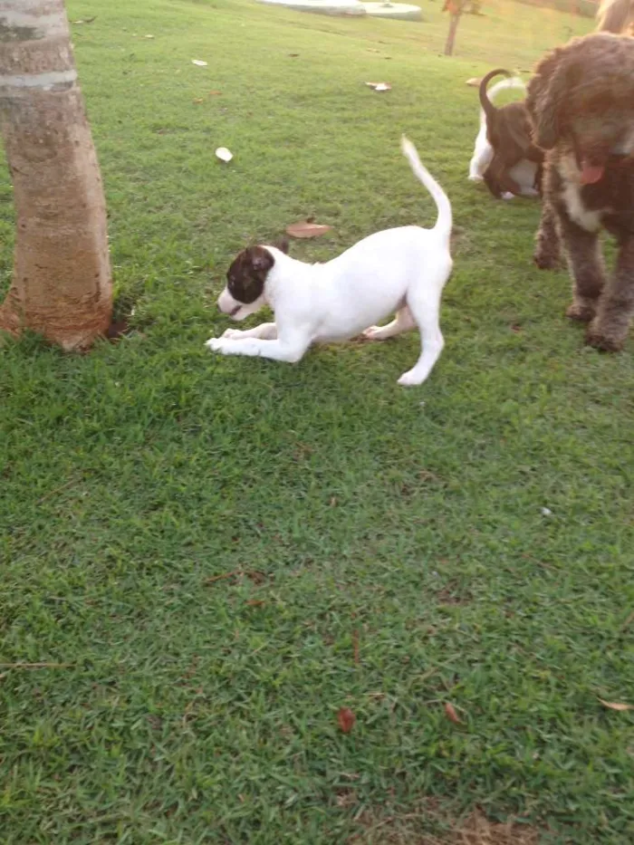 Cachorro ra a SRD idade 2 a 6 meses nome Maria